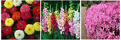 Image of Kraft Seeds Zinnia Mixed Flower Desi Seeds Summer Variety Special (Multicolour) & Gate Garden Gladiolus Flower Bulbs (Multicolour, Pack of 15) & Gate Garden Narine Lilly Flower Bulbs (White,Pack of 5)
