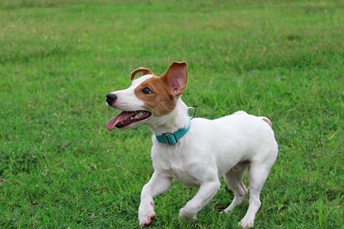 Collar de nylon para perros Mikivery ajustable M teal miniatura 6