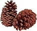 24 Ponderosa Pine Cone Natural 3