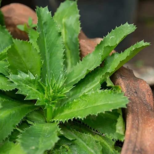 3000 Culantro Seeds - Ngo Gai - Aka Recao, Sawtoothfitweed, Mexican Coriander Herb, Spiritweed, Stinkweed, Duck-Tongue Herb, Sawtooth, Or Saw-Leaf Herb, Long Coriander Herb Seeds #TOP3