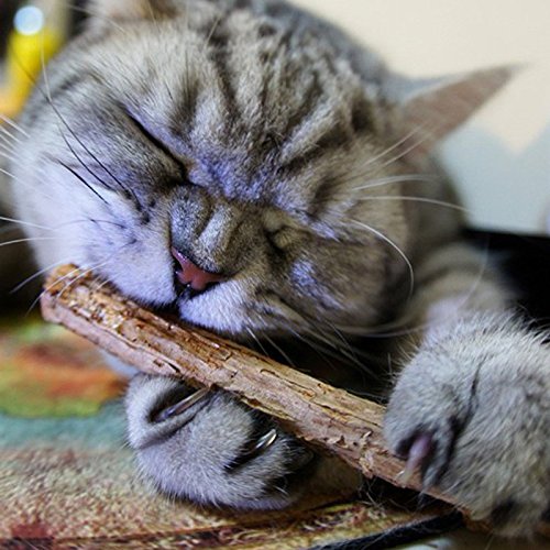 2 Pcs/bag Cat cleaning teeth Pure natural catnip pet cat molar Toothpaste stick fruit Matatabi cat snacks sticks hga 0400