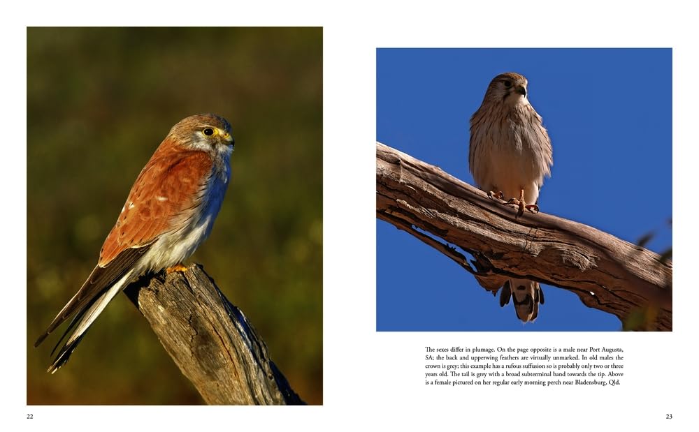 Australian Falcons