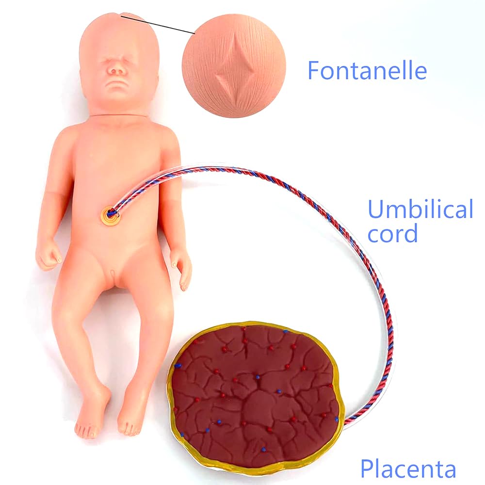 Narzędzia edukacyjne dla kobiet, 2 anatomiczne modele miednicy płodu, 2 pępowiny i łożysko, model szkoleniowy położnictwa z torbą do przenoszenia, do nauczania klinicznego, treningu