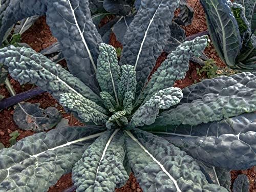 1000 Black Tuscan Lacinato Kale Seeds for Planting AKA Dinosaur K...