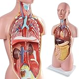 Merinden Human Body Anatomical Model with Removable Heart Head Skull Brain Liver Lungs Organs, Life-Size 34.5' Human Torso Anatomy Model with Base for Medical Science Education Study or Teaching