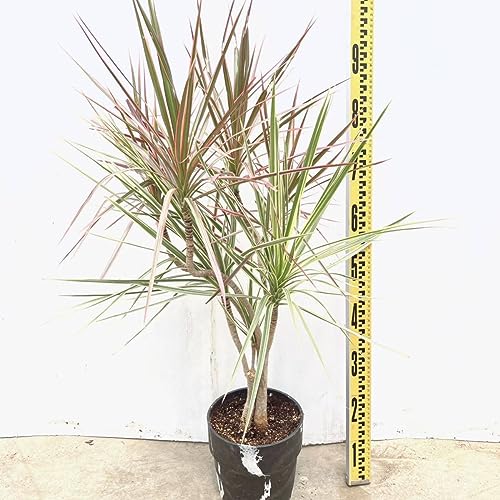 ドラセナ2種植え 曲がり マーブルポット 6号 インテリアグリーン 品種レア ホワイボリー レインボー レッドのサムネイル