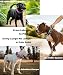 Hundehalsband Große Hunde NeckShield Kontroll - 5 cm Breit Halsband Hund mit Extra Dicker Polsterung und Griff, SGS-Zertifizierte Sicherheit, Professioneller Schutz 35-43cm, GRÜN