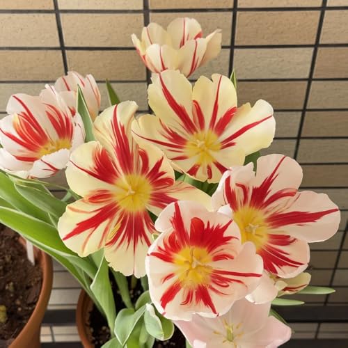 bulbos de tulipán perennes resistentes, comprar bulbos de tulipán, Decoración de jardín, flores para plantar, decoración de sala de estar moderna. plantas resistentes para el jardín 7pcs