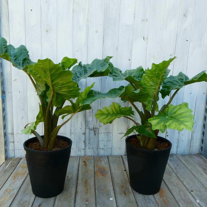 Amazon.co.jp: アロカシア ローライダー 7号鉢 大型種 観葉植物