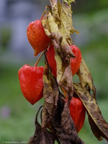 100 Chinese Lantern (Winter or Ground Cherry/Japanese Lantern) Physalis Alkekengi Flower Seeds - Thumbnail 6