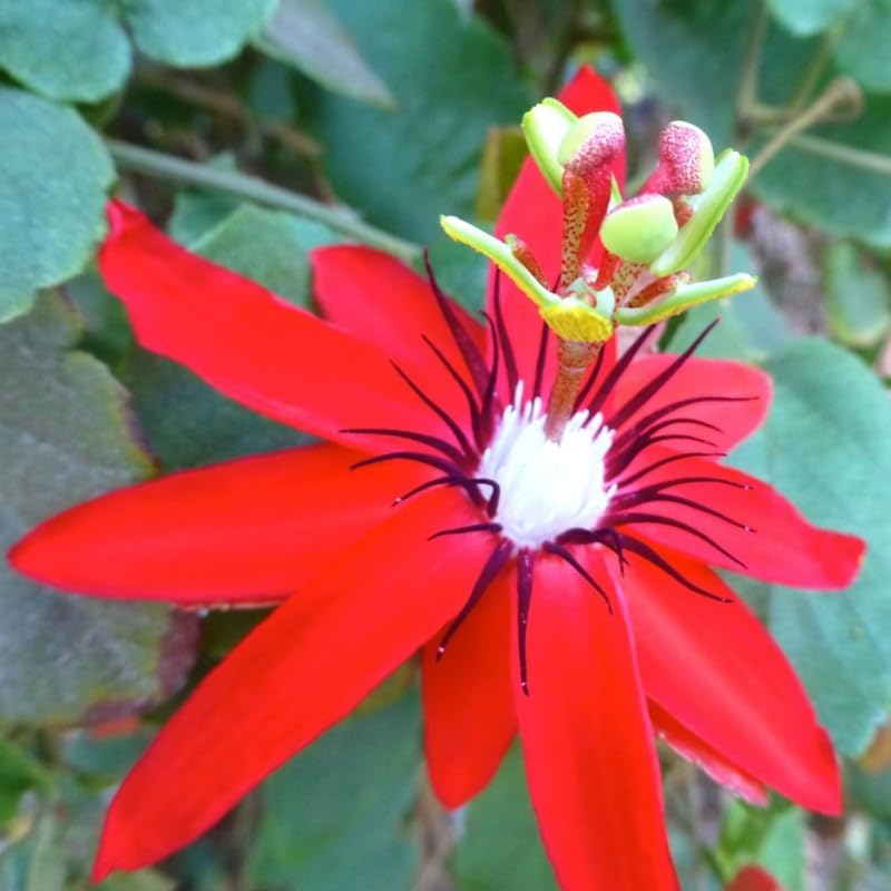 Pack 2 Passion Flower Plants Live, Passiflora Vine Well-Rooted, 5-7 Inch Tall Climbing Vine for Garden Trellises and Fences, No Pot (Red Passion Flower)