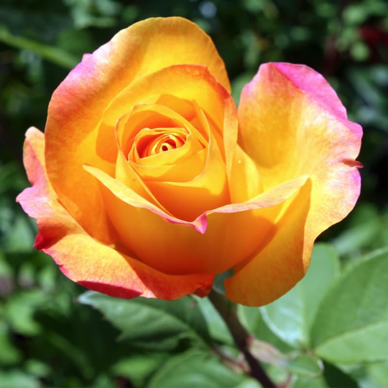 Miniatura 5 de Rose Bush - Planta viva, planta híbrida de rosa de té, 5-9 pulgadas de alto, árbol de flores fragantes, bien enraizado 1 año de edad, sin maceta