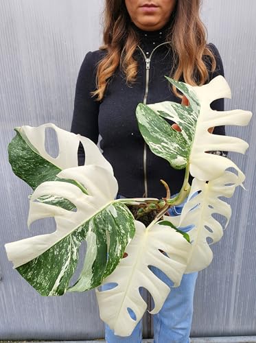 POWERS TO FLOWERS - PHYLODENDRON PERTUSUM, MONSTERA ALBO VARIEGATA LIGHT, VASO 15CM DIAMETRO, pianta vera