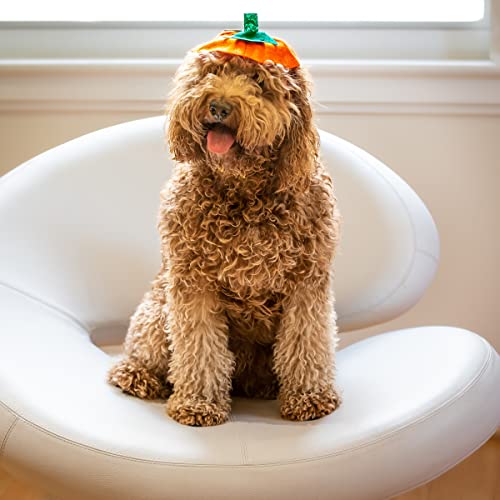 Disfraz bandana calabaza para perro Midlee Halloween miniatura 6