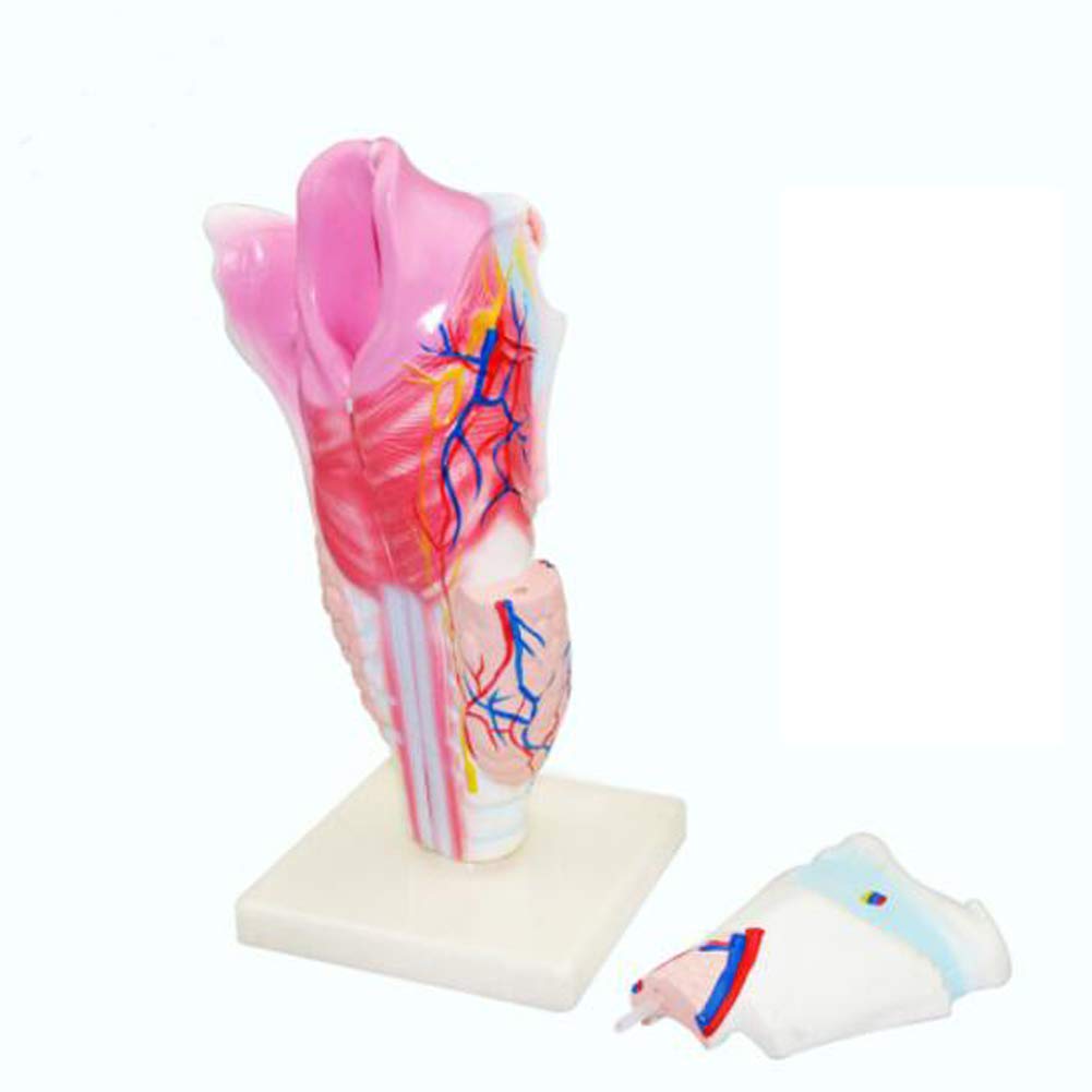 Modèle anatomique du larynx AMITD pour réviser les examens de biologie