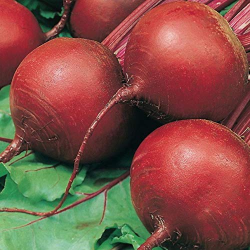 ベッツ様 XL-395-Beet Root Crimson Vegetable Seeds-125 x Seeds : Amazon.in
