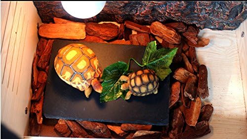 Miniatura 6 de OMEM Tortuga Reptil Rock Comida Plato Molienda El Clavo (S)