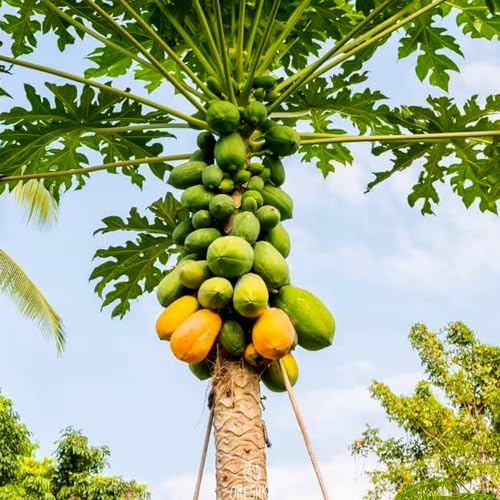 Genérico, Muda de Mamão Formosa 50 a 80cm AMK - Plantas Online