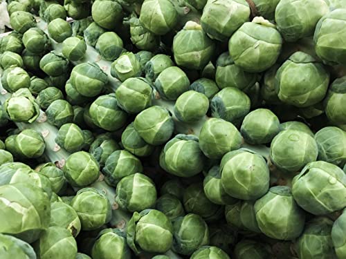Tke Farms - Brussel Sprout Seeds For Planting, Long Island Improved, 3 Grams ≈ 750 Seeds, Brassica Oleracea Var. Gemmifera #TOP3