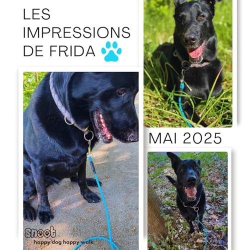 10m Schleppleine Hunde, Wasserfeste Hundeleine Rundleine ohne Schlaufe, Sichere Freilauf-Trainingsleine Cyan-Blau, bis 35kg