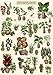 Vintage Houseplant Puzzle 1000 Pieces for Adult, Botany Succulent House Plant Puzzle, 39 Common Indoor Plants Jigsaw Puzzles as Plant Giftsï¼ˆHDï¼‰
