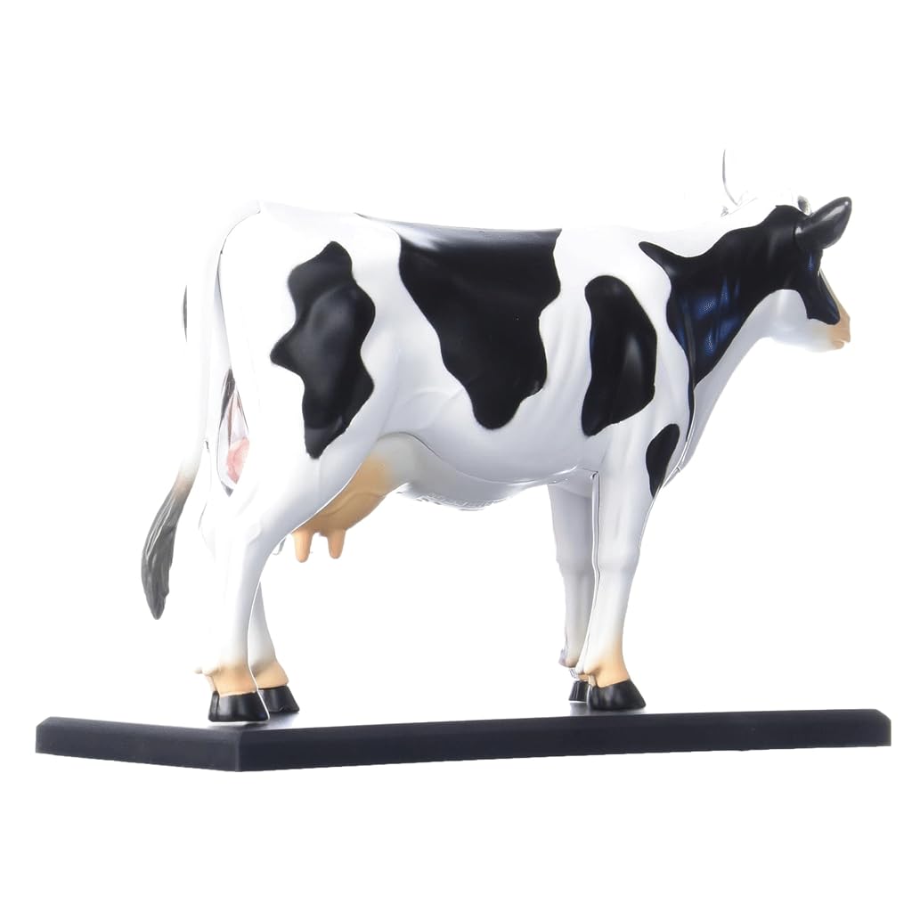 ASSICON Kits de Modelos anatómicos Modelo de anatomía de órganos Animales, 32 Piezas Desmontables para demostración de enseñanza de Animales, formación Veterinaria en clínica de Mascotas