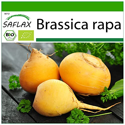 SAFLAX - BIO - Cavolo rapa - Goldana - 500 semi - Brassica rapa