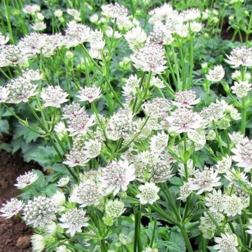 Semillas de umbela estrella, semillas de exóticas Astrantia mayor de otoño resistentes perenne de otoño floración resistente 50pcs