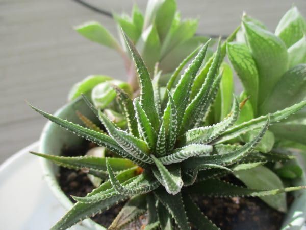 Amazon.co.jp: 多肉植物 ハオルチア 大きい 3 種 鉢全部 抜き苗