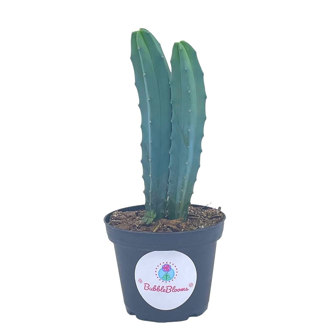 BubbleBlooms Blue Myrtle-Cactus