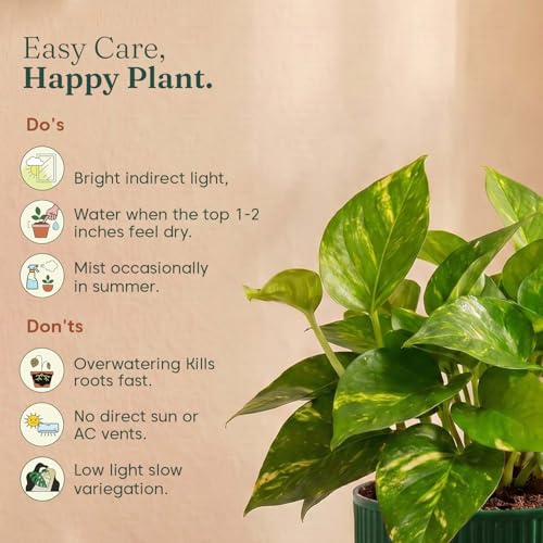 Image of Kyari Good Luck Money Variegated Live Plant with Green Self Watering Pot 4 Inch - Indoor Live Plant with Pot for Home, Living Room - Lucky Vastu Air Purifying Plant