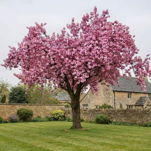 Roots Plants Pink Perfection Cherry Blossom Tree (Prunus) | Stunning Double-Pink Spring Blooms | Established 7.5L Pot | Hardy Deciduous Ornamental Tree for Gardens & Patios