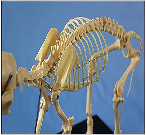 犬の骨格模型 解剖学標本 学習用犬骨格！獣医師やペットケアに最適