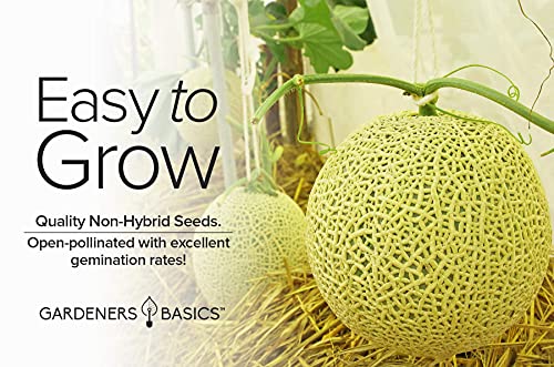 Cantaloupe Seeds For Planting - Hales Best Jumbo Heirloom, Non-Gmo Vegetable Variety- 1 Gram Approx 45 Seeds Great For Summer Melon Gardens By Gardeners Basics #TOP3