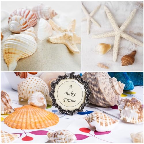 Fangoo 1.5 LB Mixed Sea Shells, 130+ PCS Beach Seashells Starfish Oyster Shells Various Sizes Ocean Seashells for Fish Tank Vase Fillers Beach Theme Party Wedding Decor DIY Crafts Home Decorations by Fangoo - Image 4