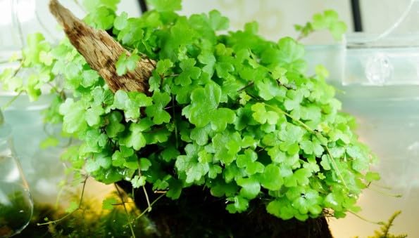 Floratica Hydrocotyle Tripartita Live Aquarium Plants Carpeting Tropical Fish Tank Shrimp Safe Snail Free (10cm x 10cm Coverage Plant Amount)