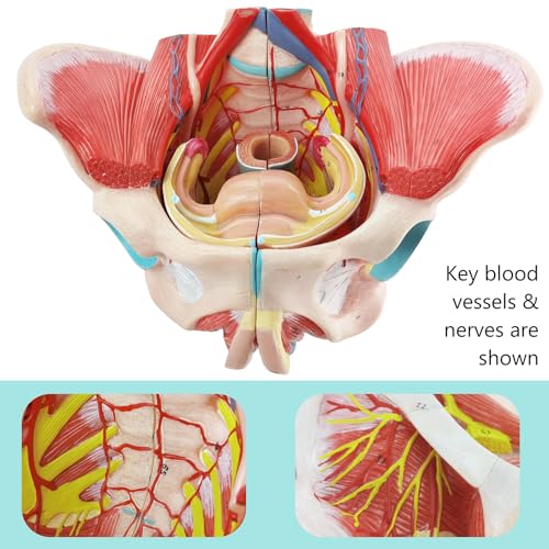 Image of Life Size Human Female Pelvis Model with Pelvic Floor Muscles, Vessels Nerves & Reproductive, 4 Parts Removable Organs, for the teaching of physiology and hygiene in the teaching of anatomy schools
