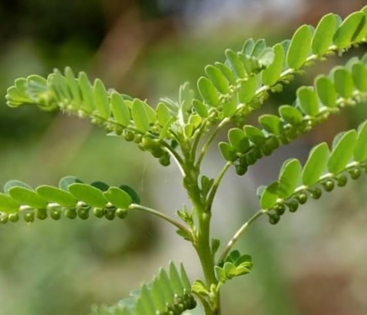 Keezhanelli-Bhumi Amla (Phyllanthus Niruri) live plant (B0D428SZ9B) Amazon Price History, Amazon Price Tracker