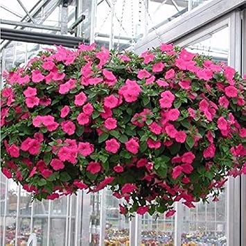 Sark c  Rose Of Heaven Petunya  i e i 100 tohum