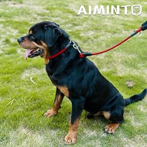 Dog leash braided rope traction  walking training lead for smallmedium dogs 13  6ft red   cucciolini doodles