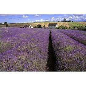 Cotswolds Dry Gin – Award Winning Gin Made You You can also learn more about Cotswolds Lavender The Following are some examples on how to start: Refreshing Citrus – 46% ABV in 75cl