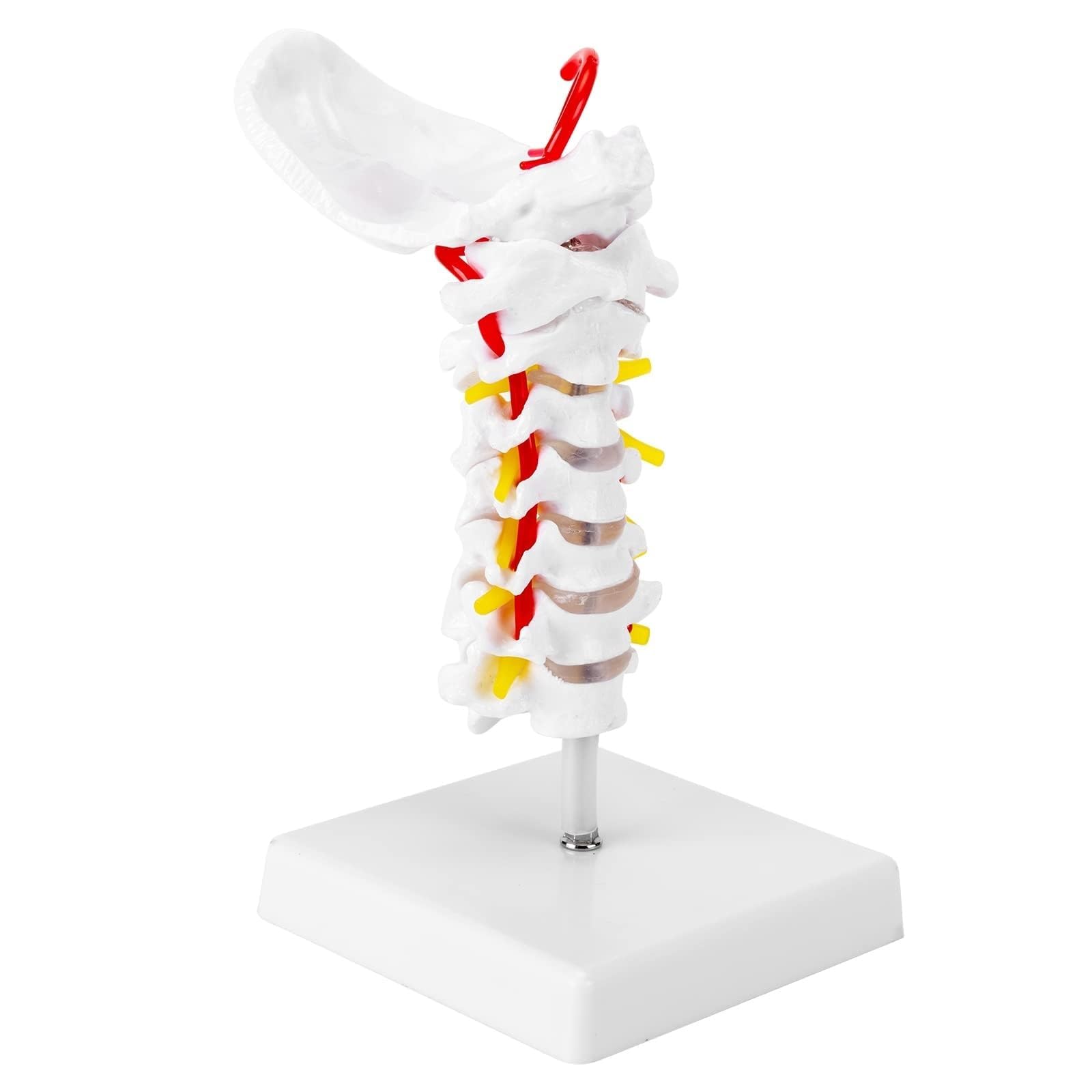 THE WHITE SHOP Cervical Spine Model, 1:1 Life Size Anatomical Cervical Spine Model Showing Spinal Nerves and Arteries, Ideal Tool For Medical Teaching Anatomy Research Patient Teaching