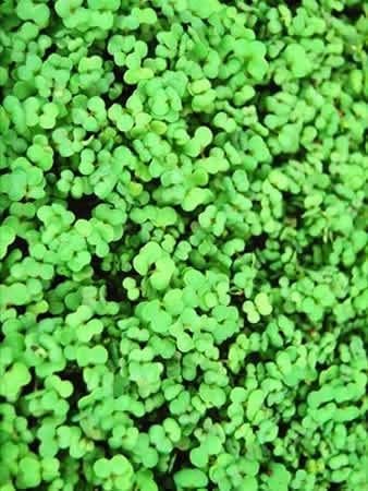 Heirloom Rutabaga Seeds - American Purple Top - Image 4