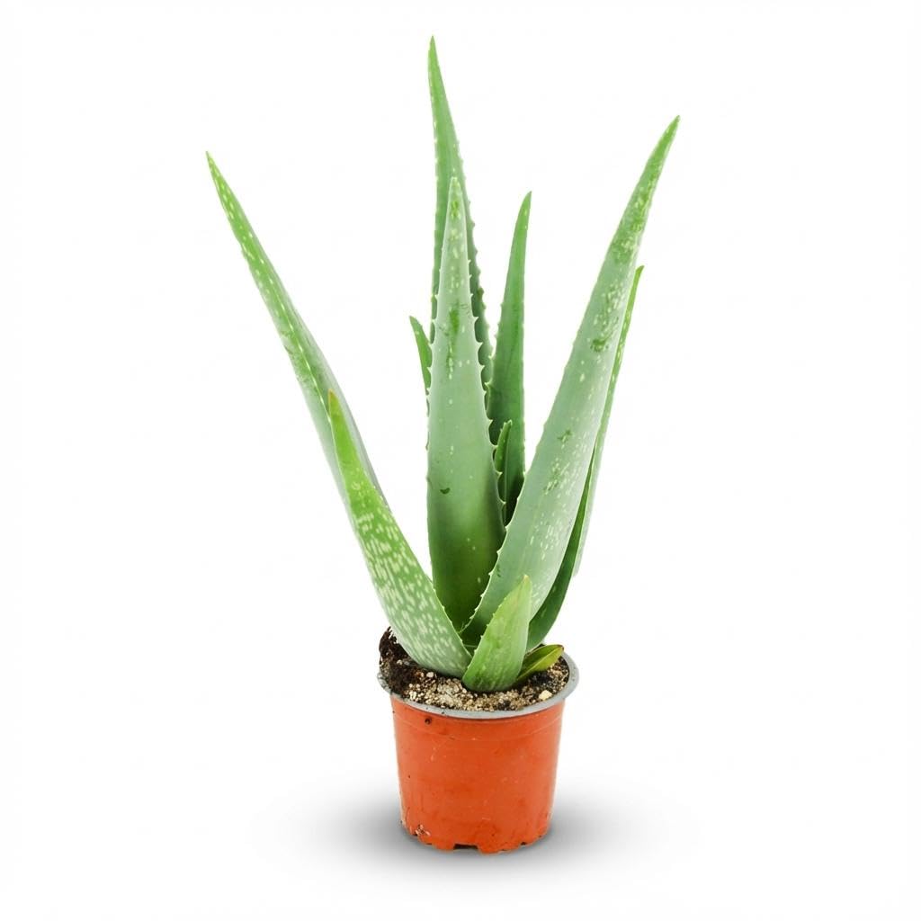 Aloe Vera Pianta Grassa da Interno, Vaso Ø 10.5 cm, Altezza 35-40 cm