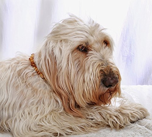 ilikeamber.com Bernsteinkette Hund, Zeckenschutz Katze & Hund, Bernsteinkette für Hunde & Katzen, 100% Baltischer Bernstein, Dog Collar