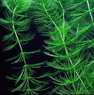 Hornwort for Pond Aquarium Fish Tank Beautiful OXYGENATING Plant Weed Shrimp (3)