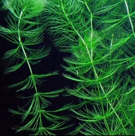 Hornwort for Pond Aquarium Fish Tank Beautiful OXYGENATING Plant Weed Shrimp (50)