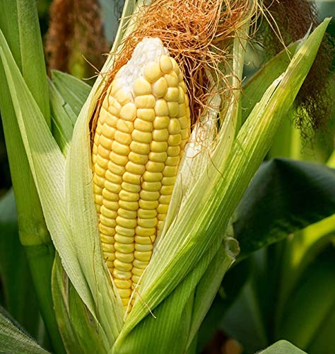VIBEX -® VXL-492 Fast Growing Sweet Corn Seeds
