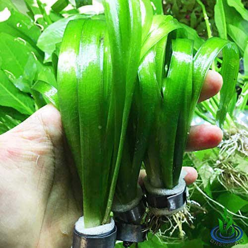 Giant Jungle Val Vallisneria Gigantea