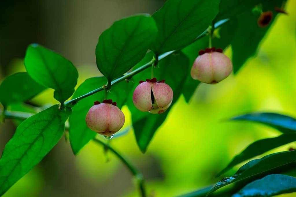 See full amazon price history chart for OhhSome Japan Cheera (Sauropus Androgynus) Multivitamin Chakraani Chakramuni Dieng-Soh-Pit Cucurumanicheera Star Gooseberry Living Plant Poly Bag. (Healthy Live Plant) OhhSome Japan Cheera (Sauropus Androgynus) Multivitamin Chakraani Chakramuni Dieng-Soh-Pit Cucurumanicheera Star Gooseberry Living Plant Poly Bag. (Healthy Live Plant) (B09SDD2MT3) Amazon Price History, Amazon Price Tracker